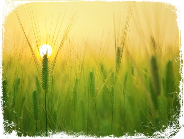 Sonhar com plantação de trigo