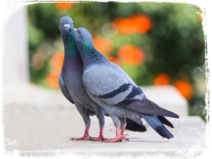 Sonhar com um casal de pombos