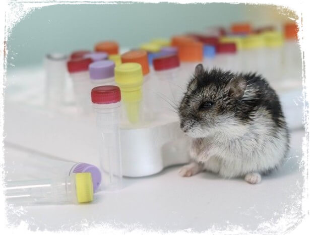 sonhos com hamster e laboratorios ou testes