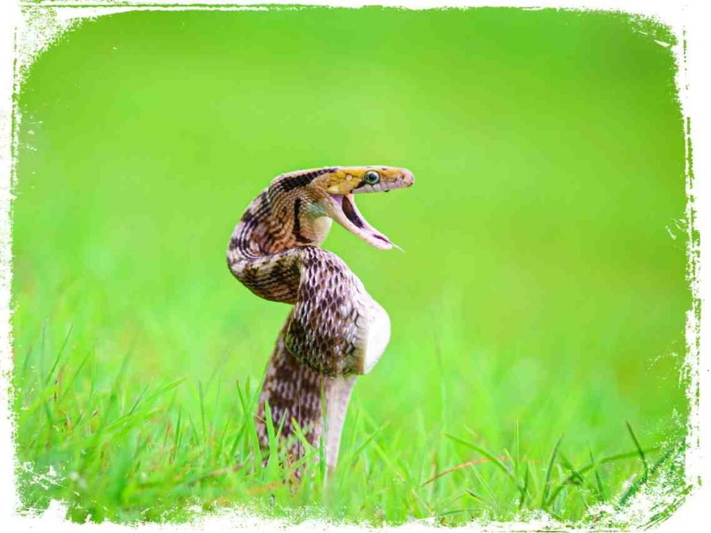 ▷ Sonhar Com Cobra Significa Traição? DESCUBRA AQUI!