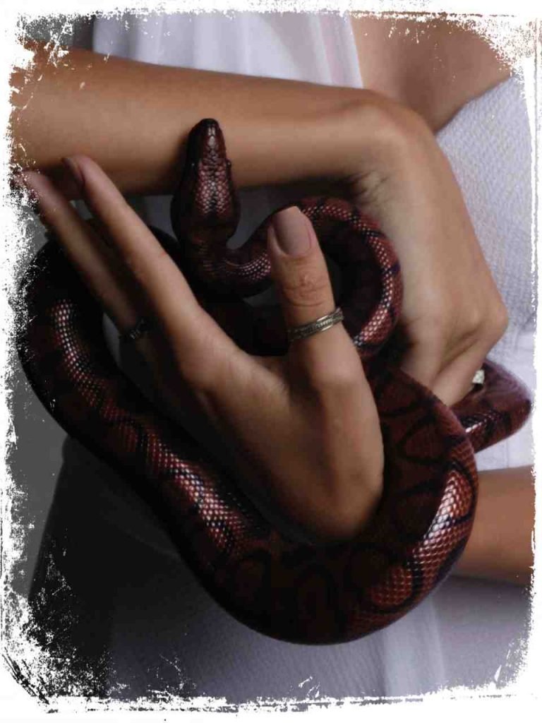 → O que Significa Sonhar com Picada de Cobra ? Veja aqui!
