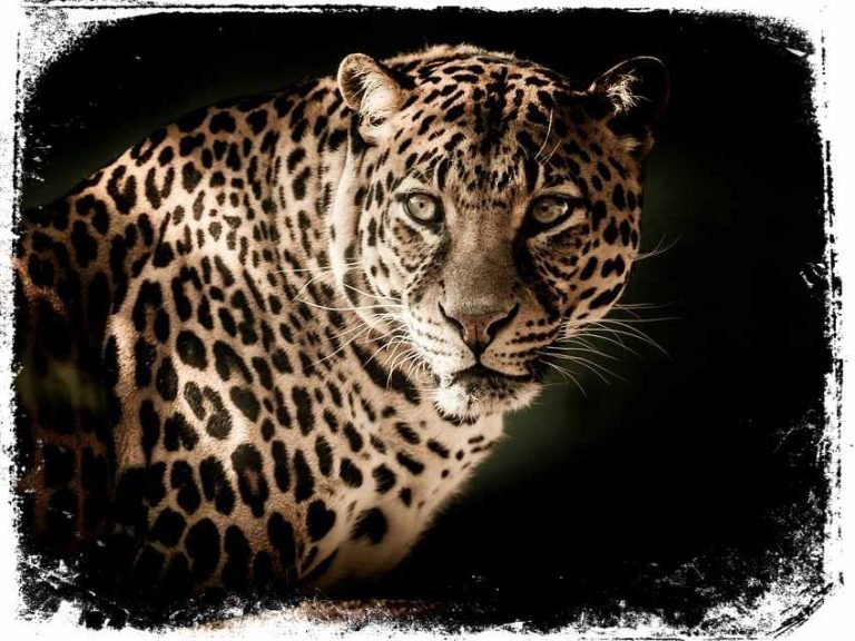 → O Que Significa Sonhar com Leopardo【 Sonhamos