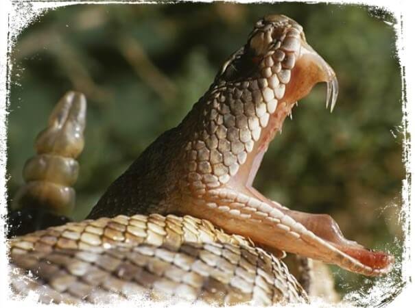 O que significa Sonhar com Cobra picando ou mordendo?