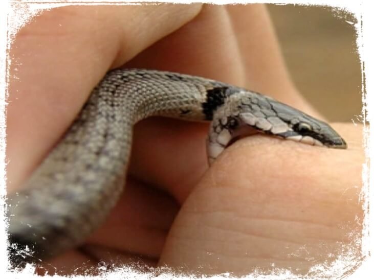 O que significa Sonhar com Cobra picando ou mordendo?