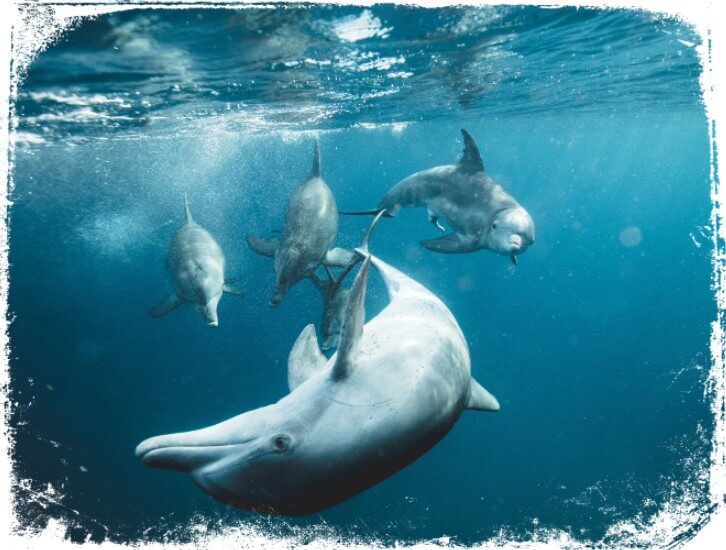 significado de sonhos com golfinhos