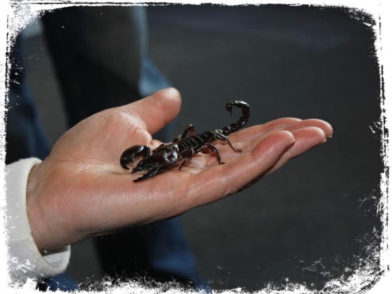 Qual o significado de escorpião marrom em sonho