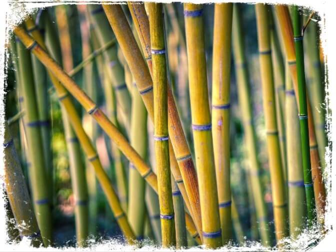 Sonhar com bambu amarelo