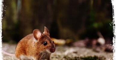 o que significa sonhar com camundongo pequeno