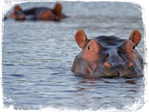 Sonhou com hipopótamo te perseguindo? Descubra o significado agora!