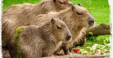 O que significa sonhar com capivara?