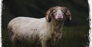 Significado de sonhar com Carneiro