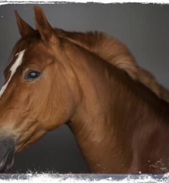 Significado de sonhar com cavalo