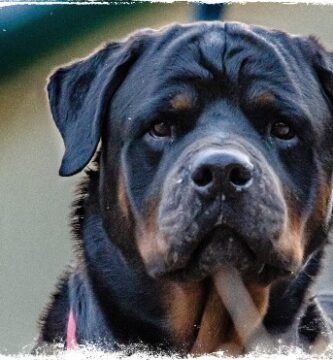 Veja o significado de sonhar com rottweiler bravo!