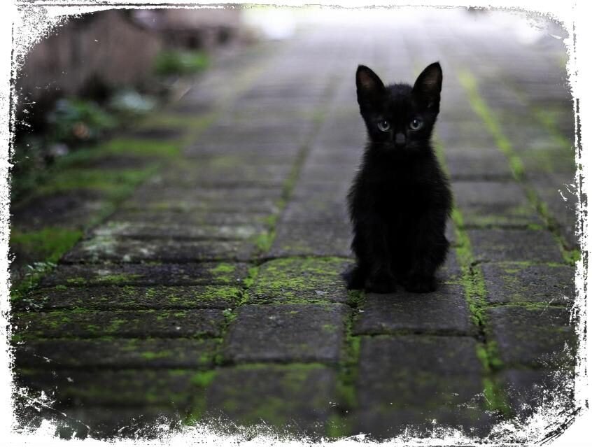 Qual o significado de sonhar com filhote de gato preto