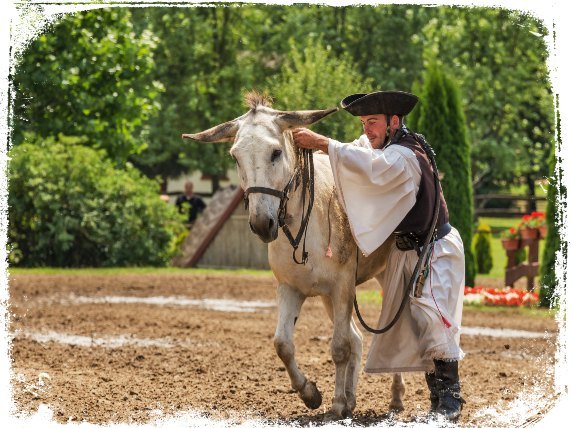 Qual o significado do sonho com burro? Descubra agora!