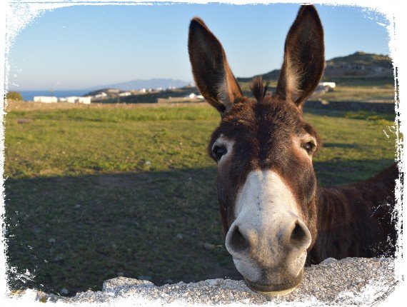 Sonhar Com Burro Qual é O Real Significado Desse Sonho 2696