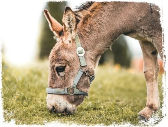 Qual o significado do sonho com burro? Descubra agora!