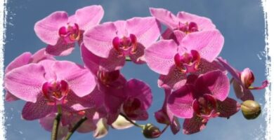 Significado de Sonhar com Orquídeas