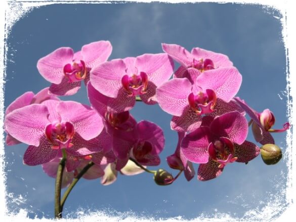 Sonhar com Orquídea: Qual é o REAL significado desse sonho?