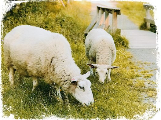 Sonhar com ovelha pastando