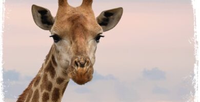 o que significa Sonhar com girafa