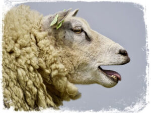 O que significa sonhar com ovelha