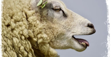 O que significa sonhar com ovelha