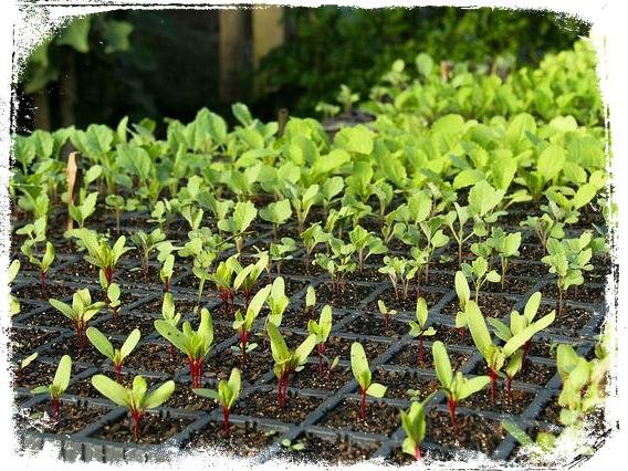 Sonhei com plantação de verduras