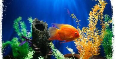 o que significado sonhar com peixes dentro de um aquario