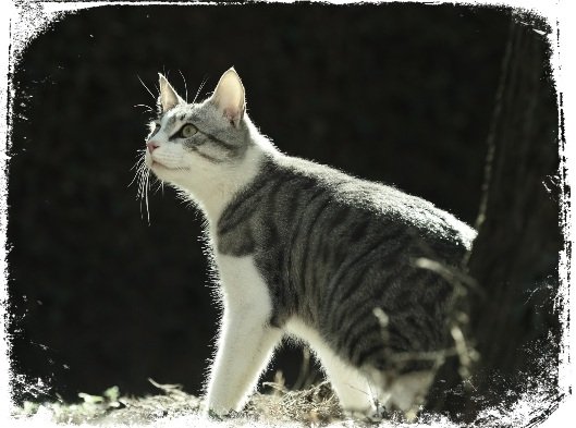 Sonhar com lombriga de gato