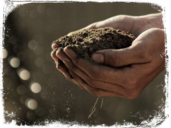 Sonhar com plantar e colher cebolas