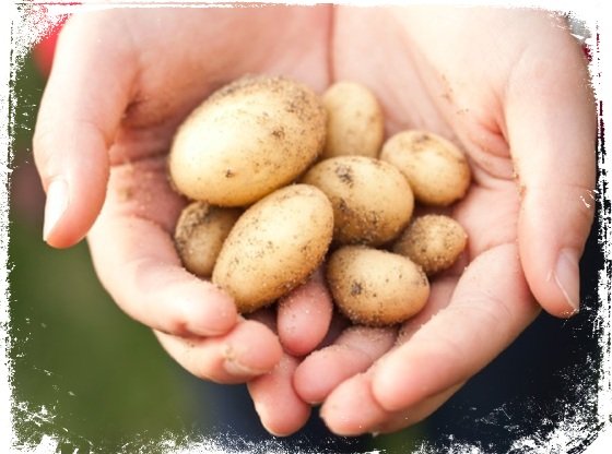 sonhar com batata da terra