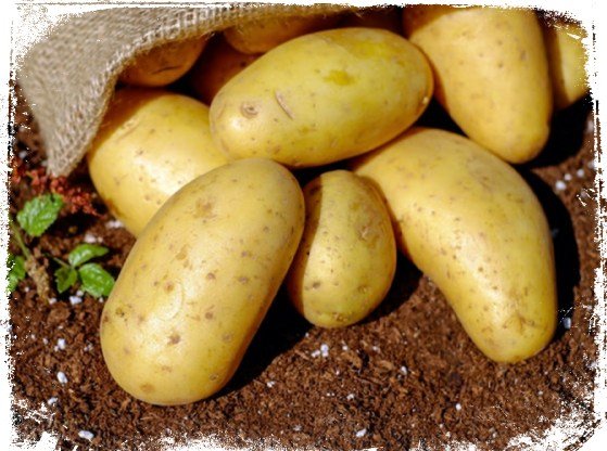 sonhar com batata sonhar com muitas batatas