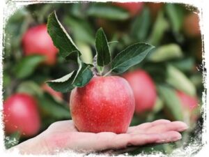Sonhar com maçã significa que você colhe o que planta.