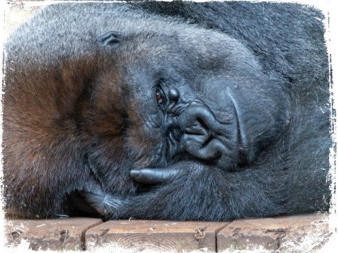 Sonhar com gorila dormindo
