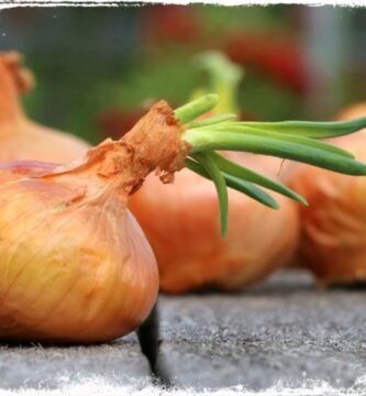 O que significa sonhar com cebola?