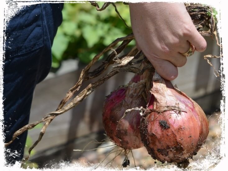 Sonhar com outra pessoa plantando cebola