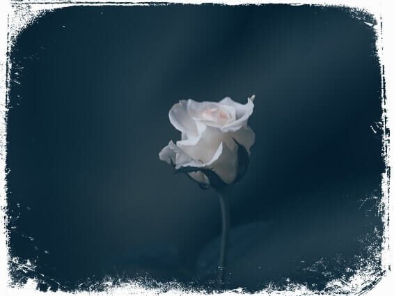 sonhar com uma única rosa branca