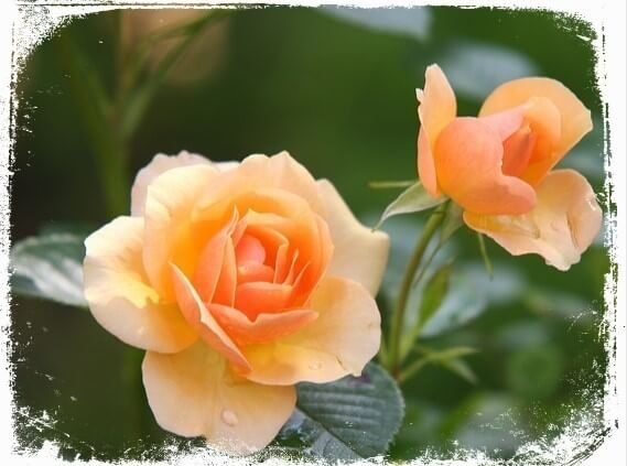 sonhar com rosas em uma roseira