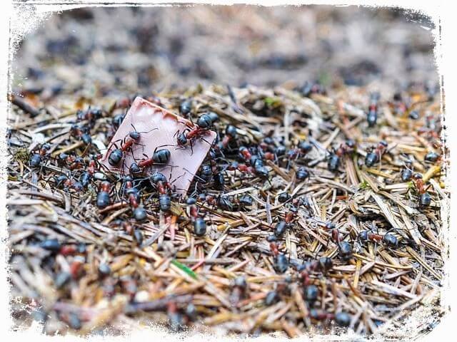 sonhar com muitas formigas em um formigueiro