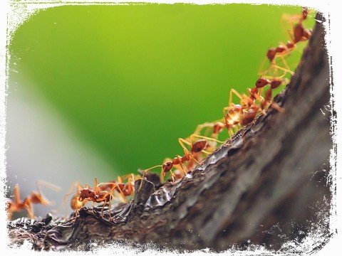 sonhar com formigas trabalhando em um formigueiro