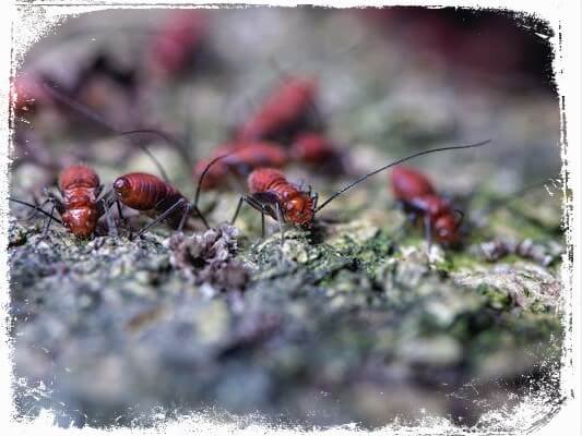 sonhar com formigueiro de formigas vermelhas