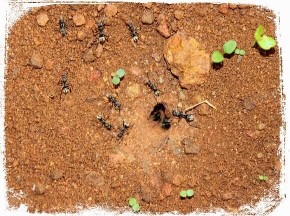 sonhar com muitas formigas saindo do formigueiro