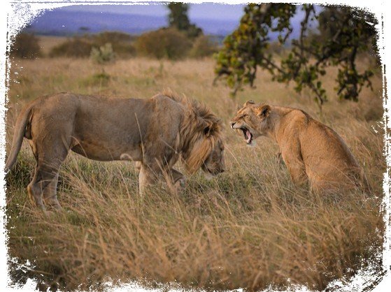 sonhar com leoa e leão