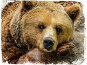 sonhar com urso dormindo