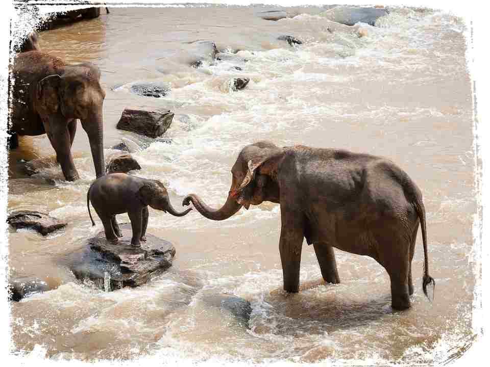 porque Sonhar com mãe elefante e seu filhote