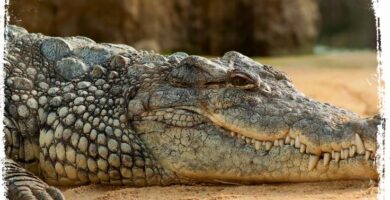 O que significa sonhar com crocodilo?