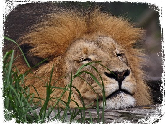 sonhar com leão dormindo