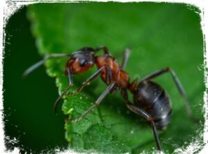 por que sonhar com formiga