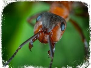 sonhar com formiga picando